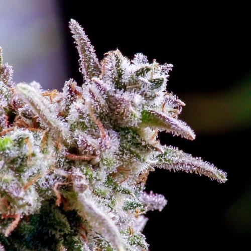 Medusa F1 #2: Direct in Final Fabric Pot. Week 12 - Close-up taken in the weeks prior to harvest