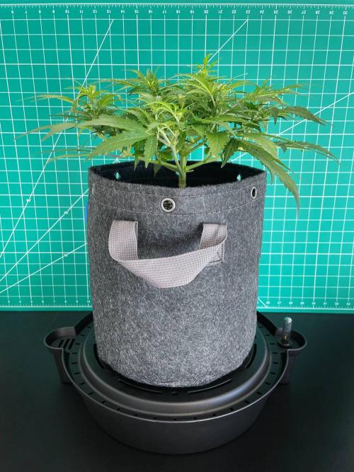 Lone Hyperion F1. Week 7 - Day 56