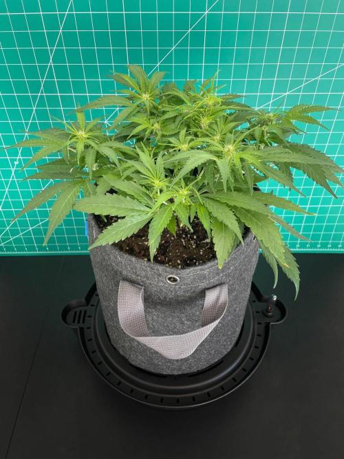 Lone Hyperion F1. Week 7 - Day 56
