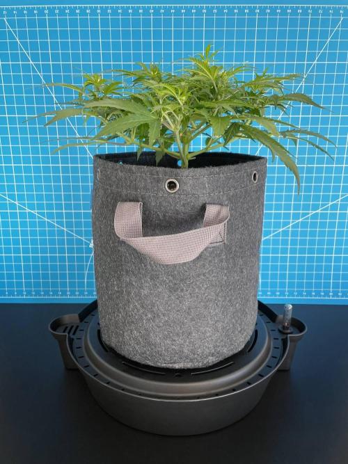 Lone Hyperion F1. Week 7 - Day 56