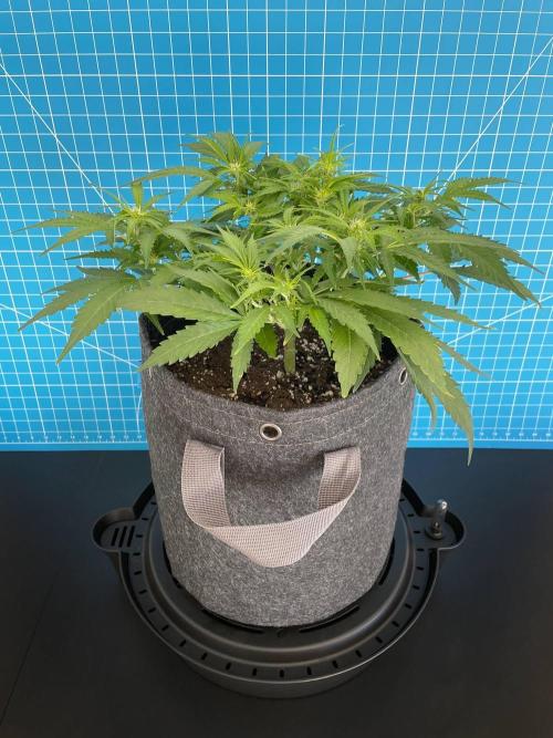 Lone Hyperion F1. Week 7 - Day 56