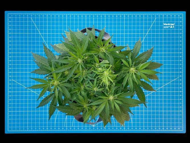 Lone Hyperion F1. Week 7 - Day 56