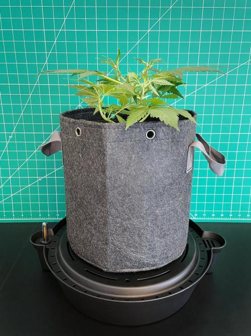 A Particular Orion F1. Week 3 - Day 28