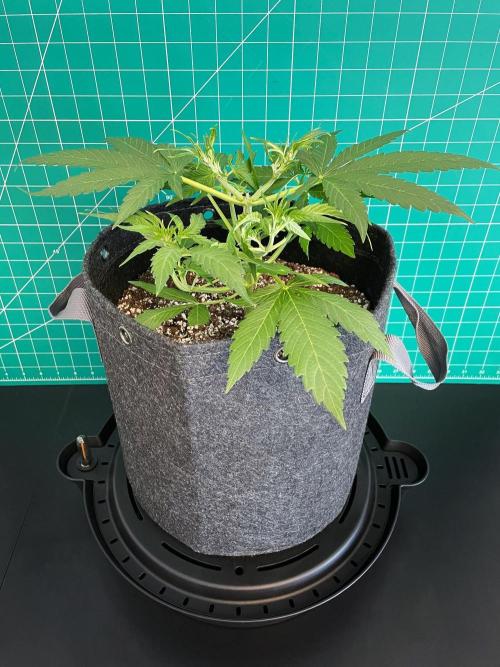 A Particular Orion F1. Week 3 - Day 28