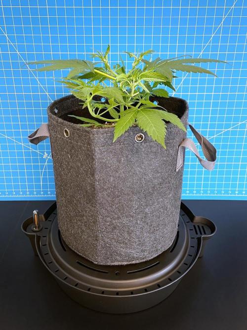 A Particular Orion F1. Week 3 - Day 28