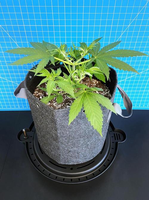 A Particular Orion F1. Week 3 - Day 28