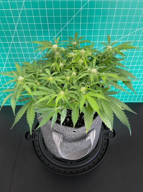 Lone Hyperion F1. Week 8 - Day 63