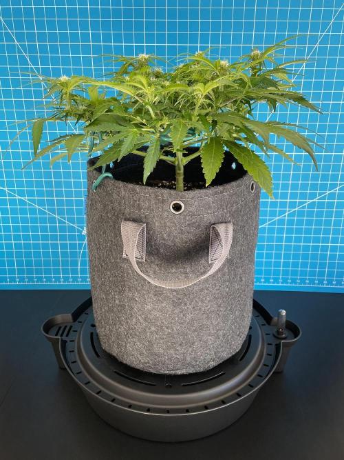 Lone Hyperion F1. Week 8 - Day 63