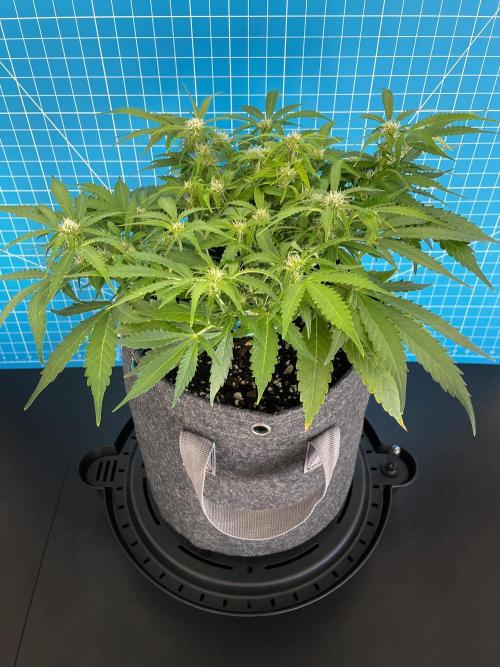 Lone Hyperion F1. Week 8 - Day 63