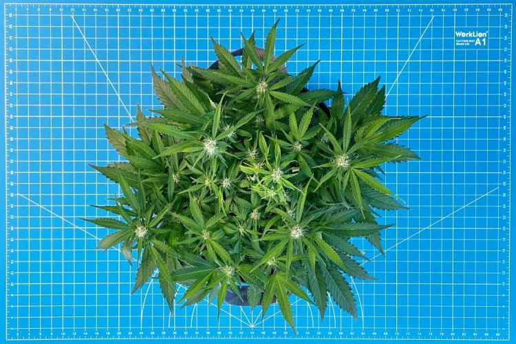 Lone Hyperion F1. Week 8 - Day 63