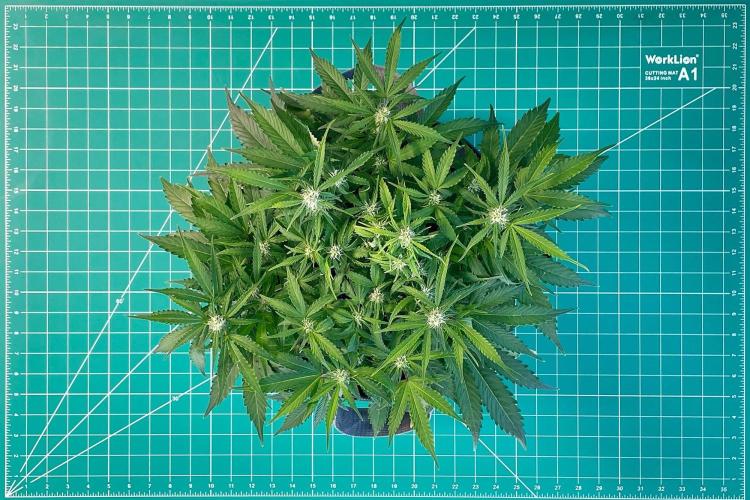 Lone Hyperion F1. Week 8 - Day 63