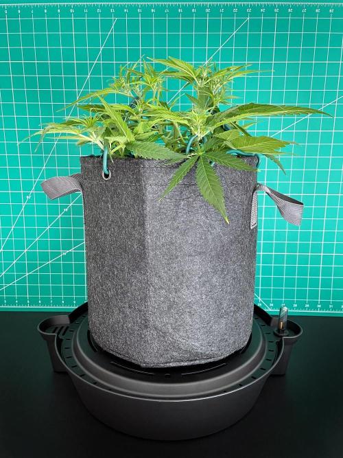 A Particular Orion F1. Week 4 - Day 35