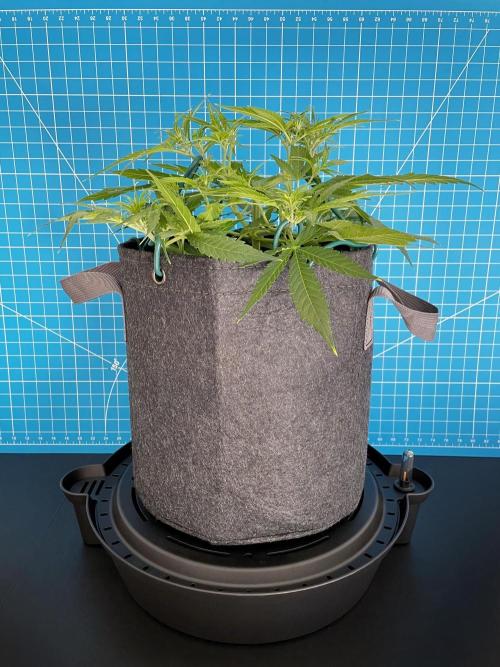 A Particular Orion F1. Week 4 - Day 35