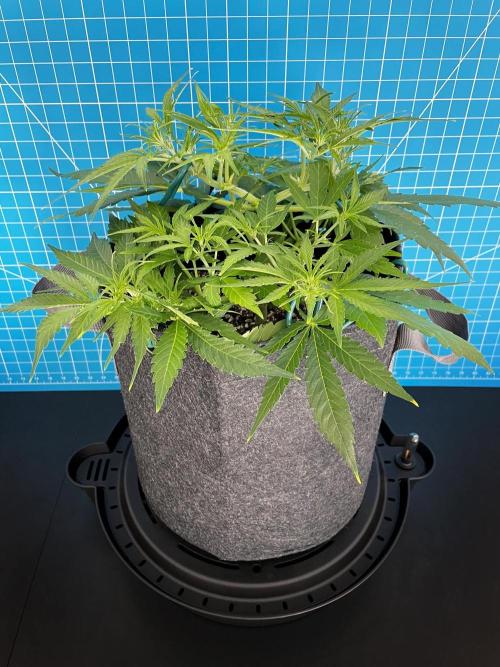 A Particular Orion F1. Week 4 - Day 35