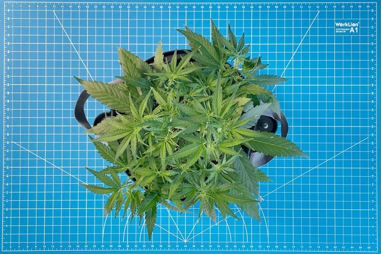 A Particular Orion F1. Week 4 - Day 35