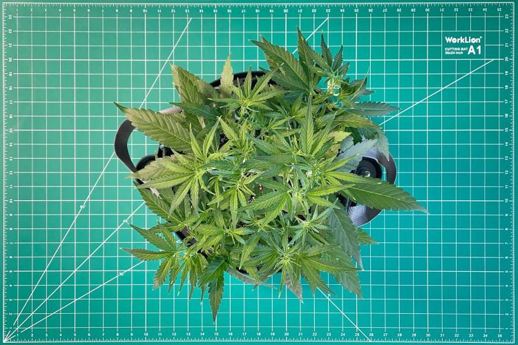 A Particular Orion F1. Week 4 - Day 35