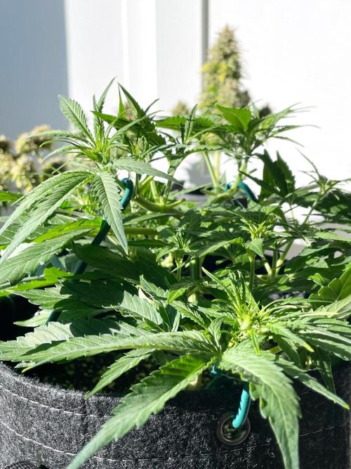 A Particular Orion F1. Week 4 - Day 35 (in sunlight)