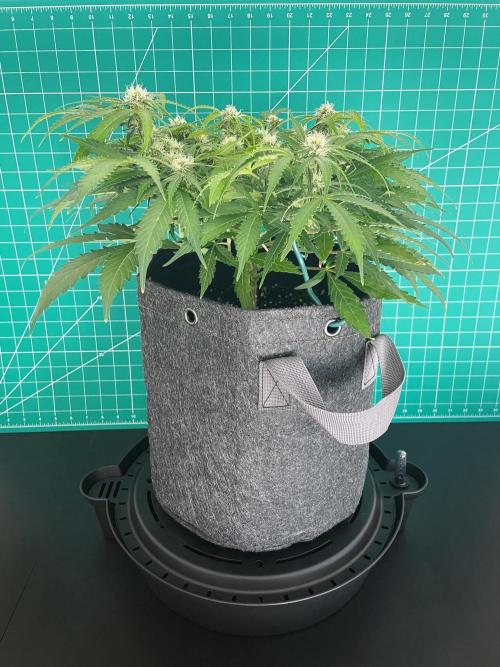 Lone Hyperion F1. Week 9 - Day 70