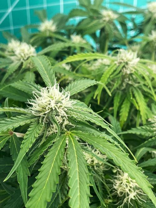 Lone Hyperion F1. Week 9 - Day 70