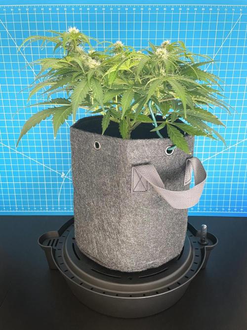 Lone Hyperion F1. Week 9 - Day 70