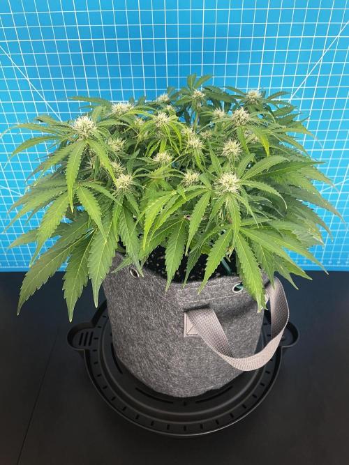 Lone Hyperion F1. Week 9 - Day 70