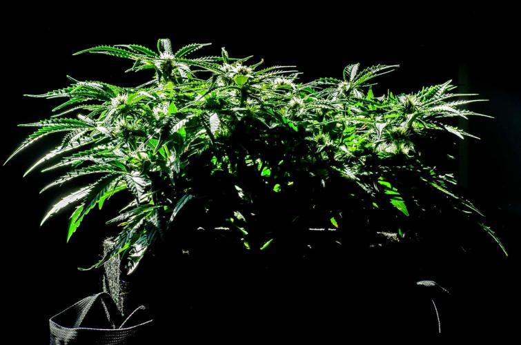 Lone Hyperion F1. Week 9 - Day 66