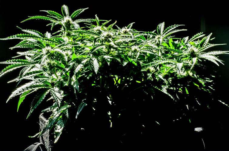 Lone Hyperion F1. Week 9 - Day 66