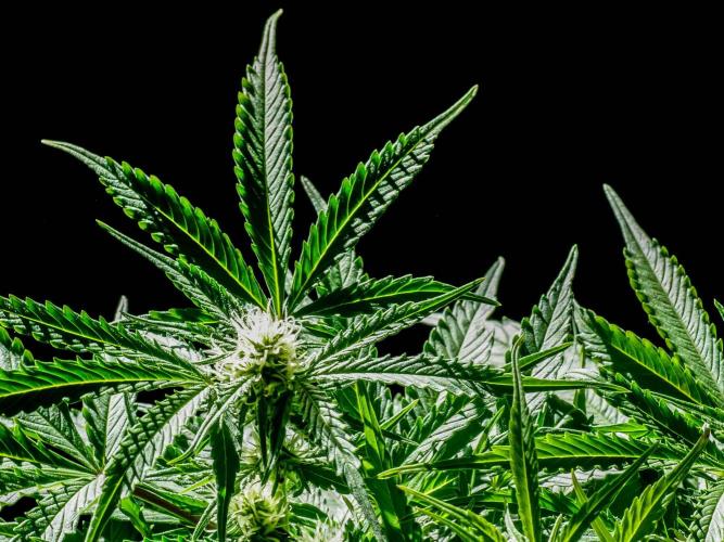 Lone Hyperion F1. Week 9 - Day 66