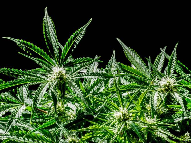 Lone Hyperion F1. Week 9 - Day 66