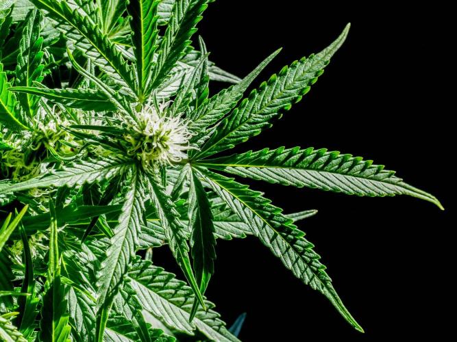 Lone Hyperion F1. Week 9 - Day 66