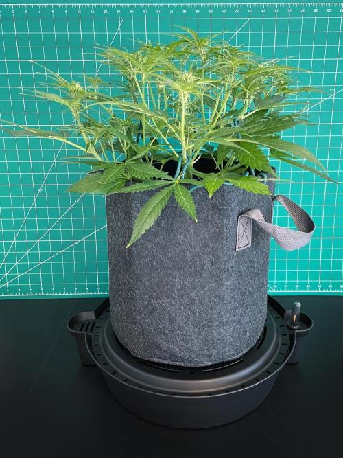 A Particular Orion F1. Week 5 - Day 42