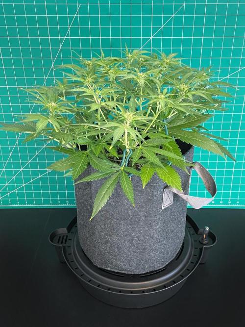 A Particular Orion F1. Week 5 - Day 42