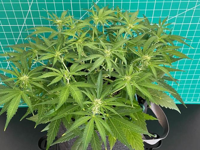 A Particular Orion F1. Week 5 - Day 42