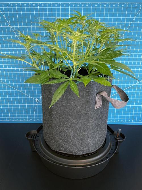 A Particular Orion F1. Week 5 - Day 42