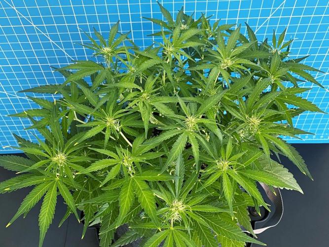 A Particular Orion F1. Week 5 - Day 42