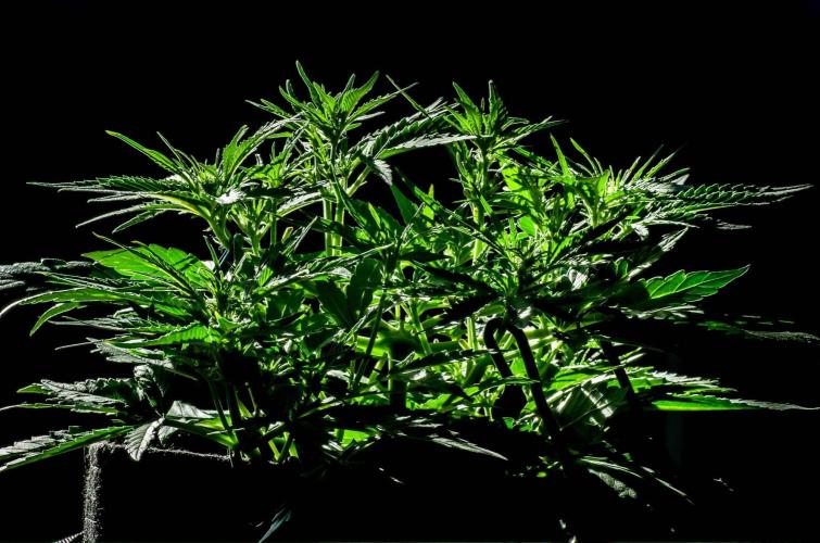 A Particular Orion F1. Week 5 - Day 37