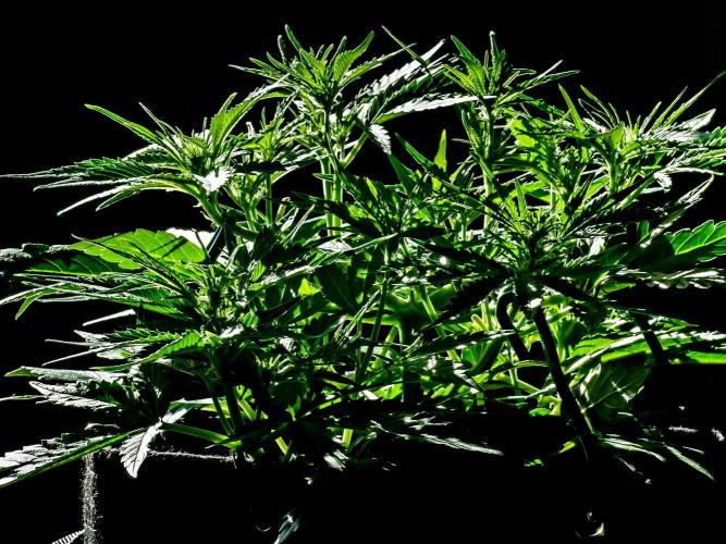 A Particular Orion F1. Week 5 - Day 37