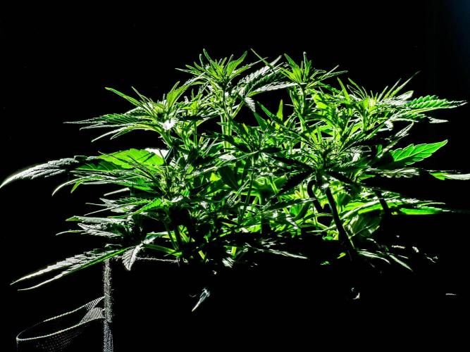 A Particular Orion F1. Week 5 - Day 37