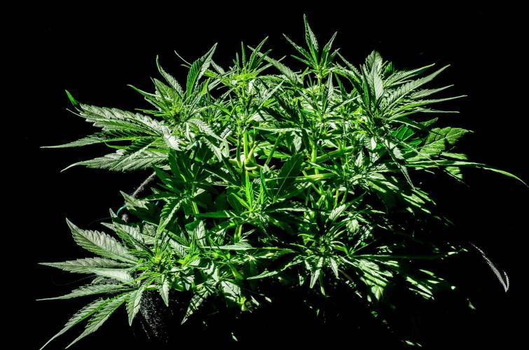 A Particular Orion F1. Week 5 - Day 37