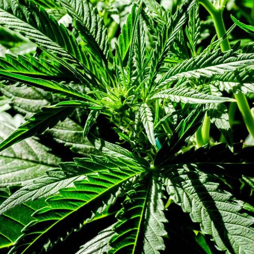 A Particular Orion F1. Week 5 - Day 37