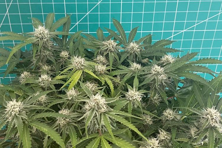 Lone Hyperion F1. Week 10 - Day 77