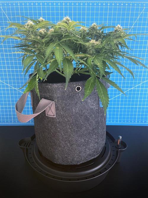 Lone Hyperion F1. Week 10 - Day 77