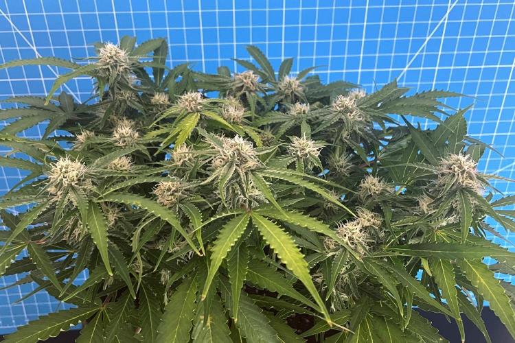 Lone Hyperion F1. Week 10 - Day 77