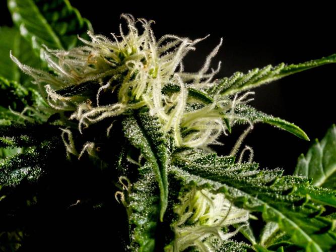 Lone Hyperion F1. Week 10 - Day ~73