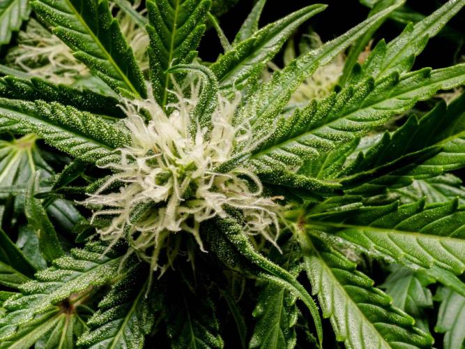 Lone Hyperion F1. Week 10 - Day ~73