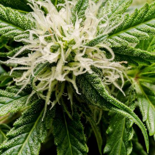 Lone Hyperion F1. Week 10 - Day ~73