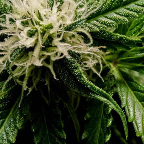 Lone Hyperion F1. Week 10 - Day ~73