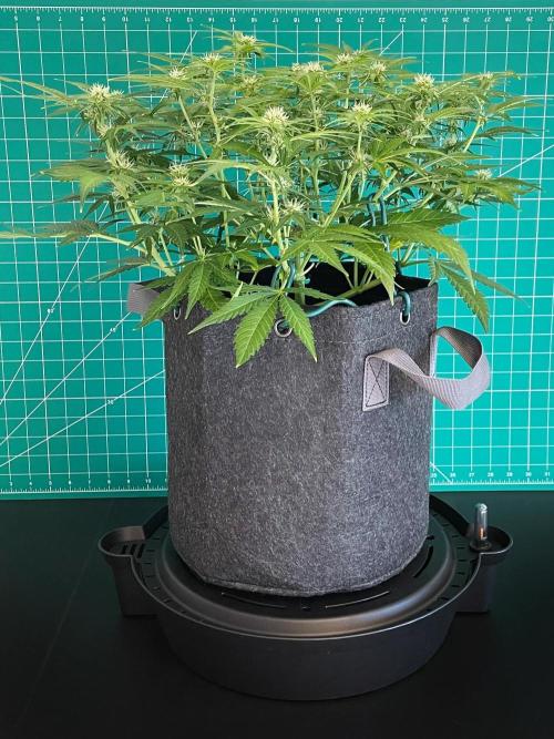 A Particular Orion F1. Week 6 - Day 49