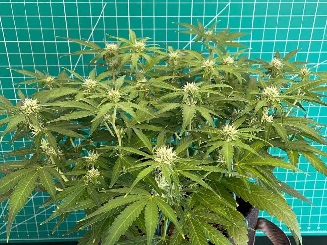 A Particular Orion F1. Week 6 - Day 49