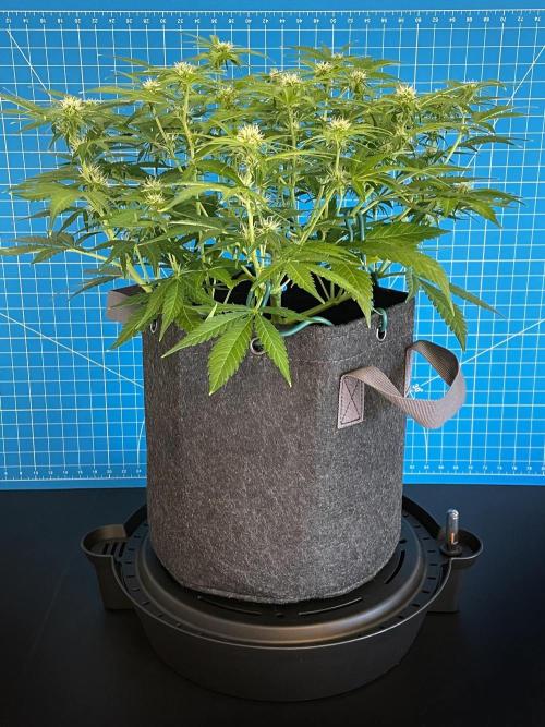 A Particular Orion F1. Week 6 - Day 49